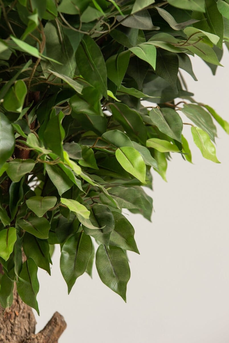 Ficusificial Tree With Natural Wood Trunk (3 Sizes)
