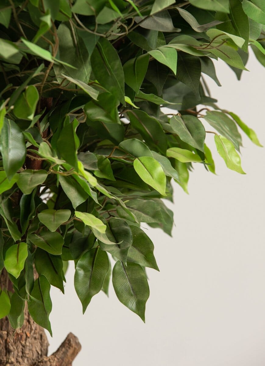 Ficusificial Tree With Natural Wood Trunk (3 Sizes)