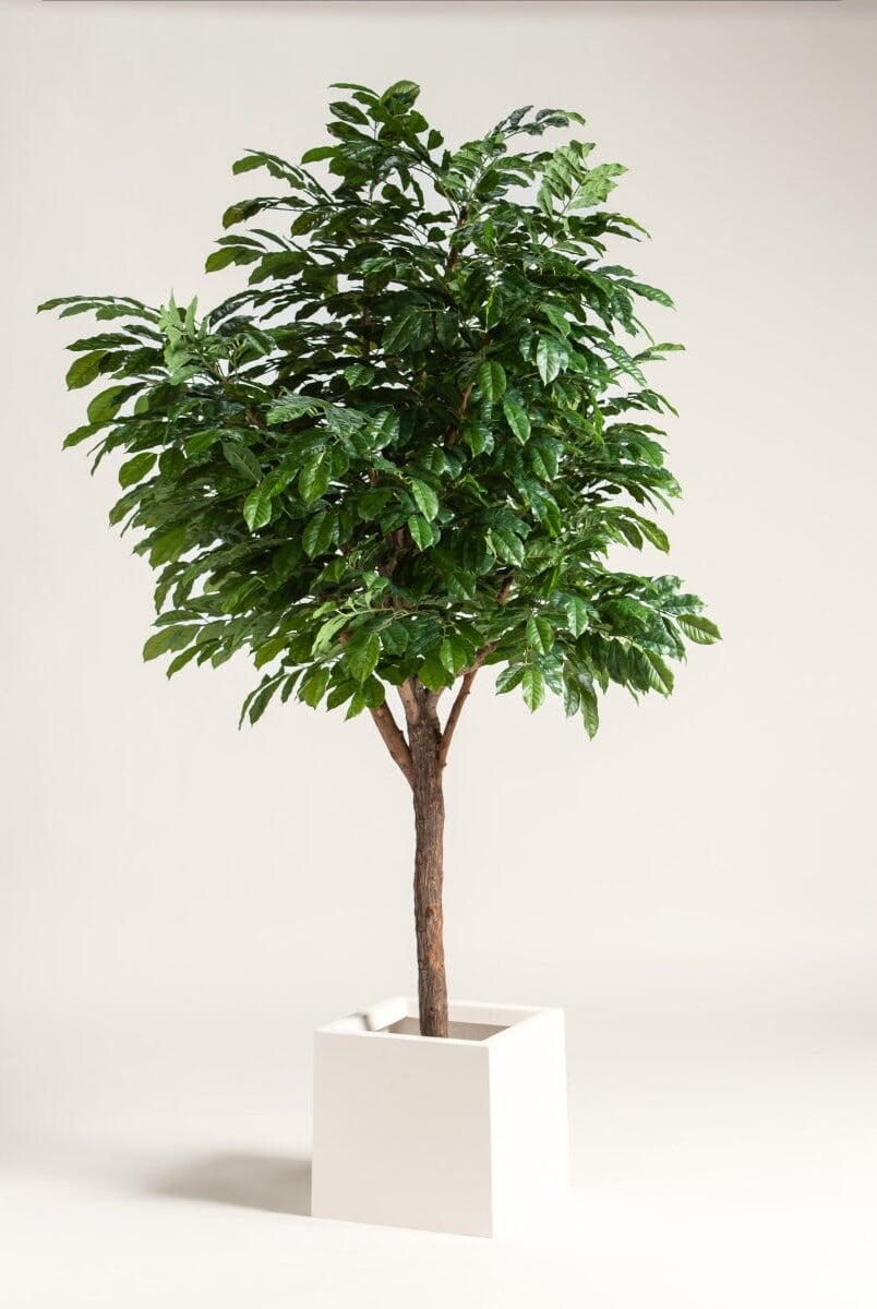 Coffea Arabica Artificial Tree With Natural Wood Trunk