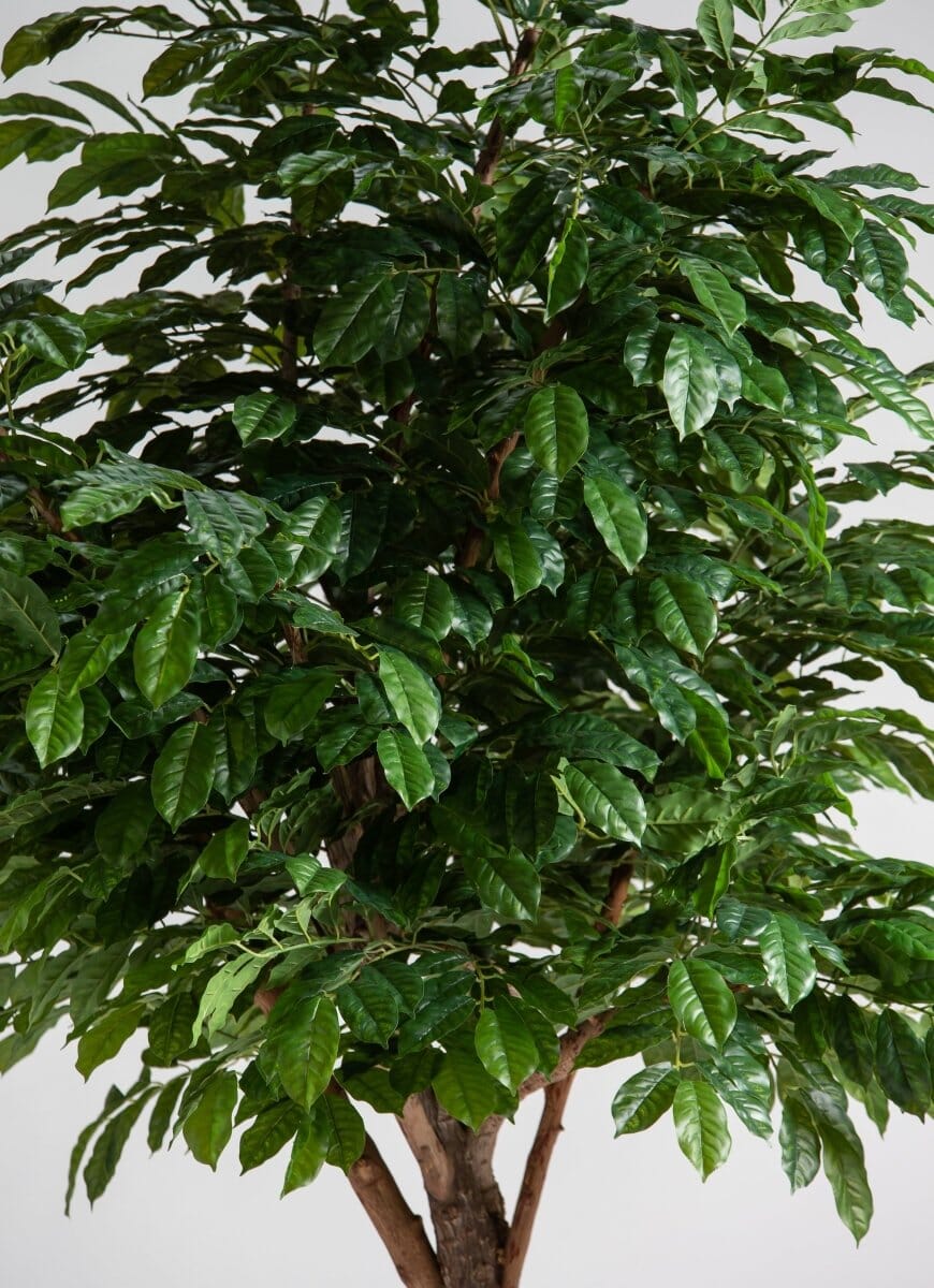 Coffea Arabicaificial Tree With Natural Wood Trunk (3 Sizes)