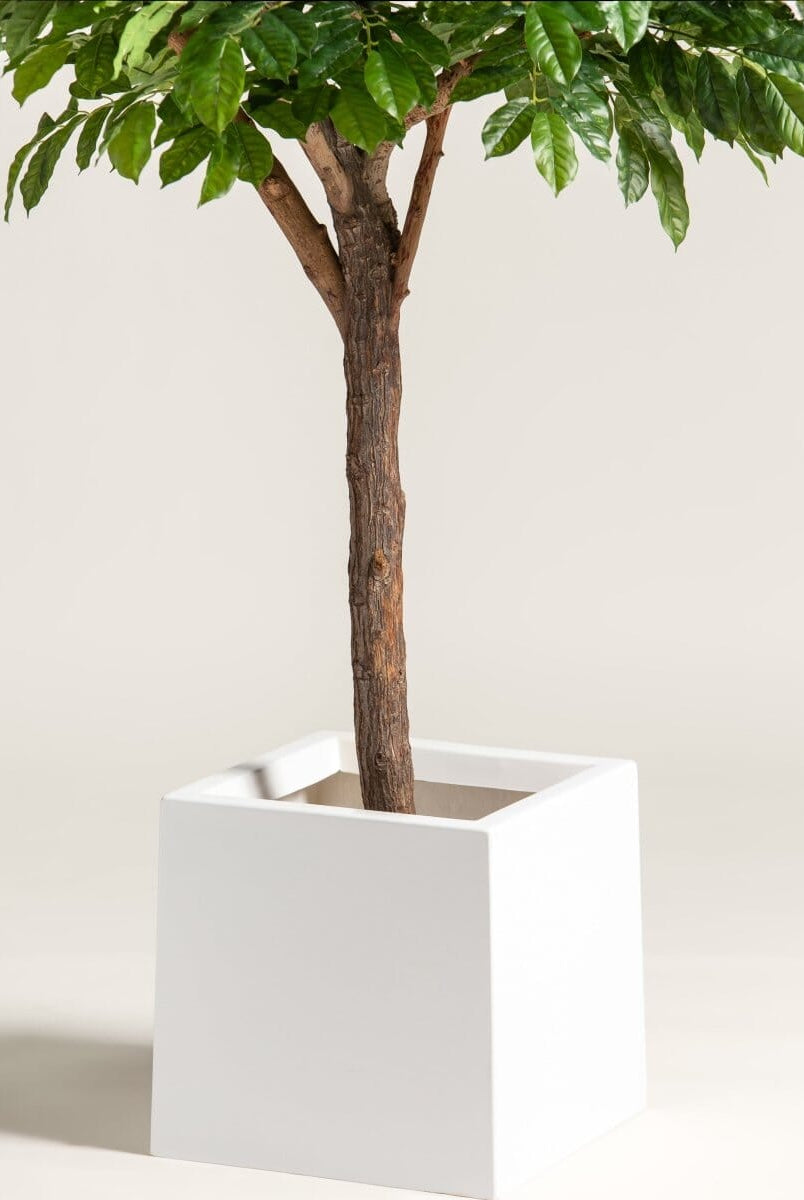 Coffea Arabicaificial Tree With Natural Wood Trunk (3 Sizes)