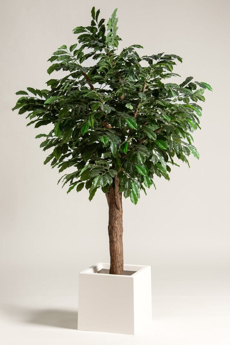 Coffea Arabica Artificial Tree With Natural Wood Trunk II