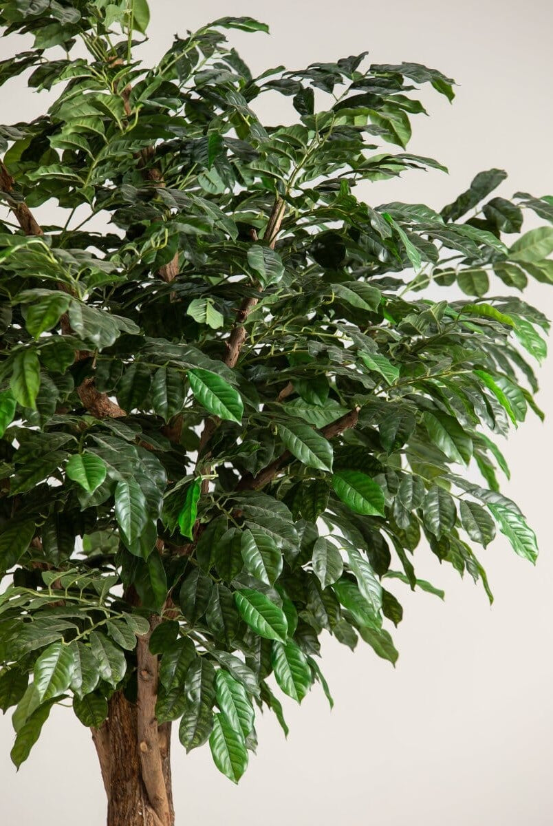 Coffea Arabicaificial Tree With Natural Wood Trunk II (3 Sizes)