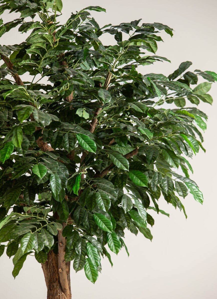Coffea Arabicaificial Tree With Natural Wood Trunk II (3 Sizes)