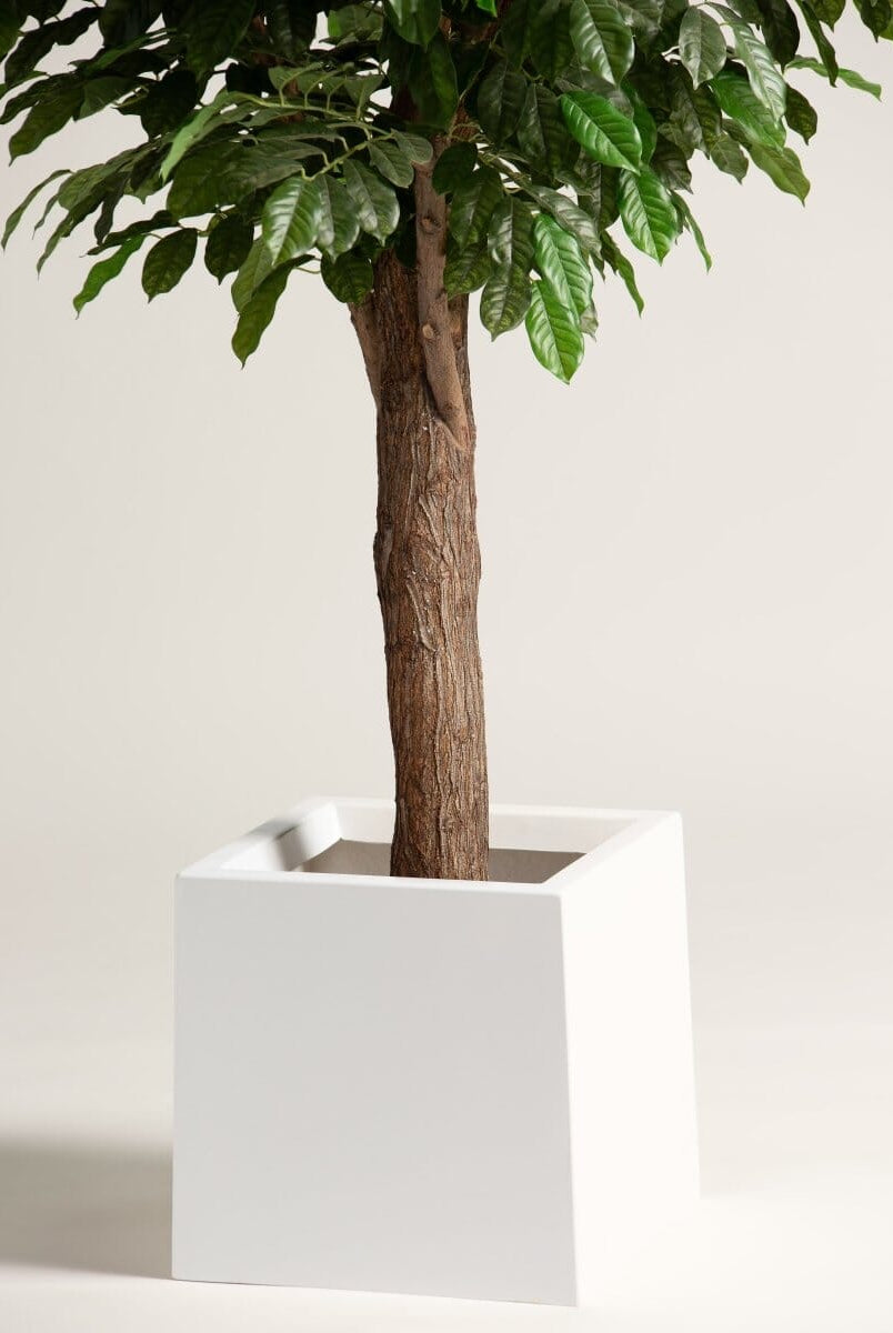 Coffea Arabicaificial Tree With Natural Wood Trunk II (3 Sizes)