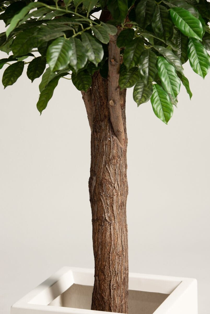 Coffea Arabicaificial Tree With Natural Wood Trunk II (3 Sizes)