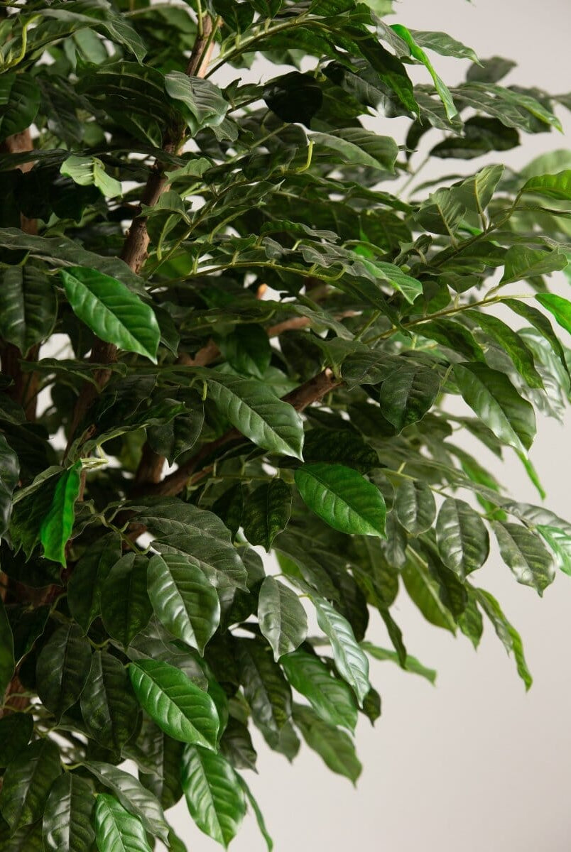 Coffea Arabicaificial Tree With Natural Wood Trunk II (3 Sizes)
