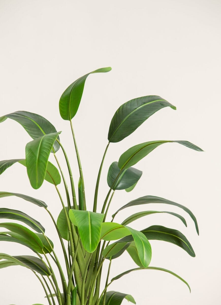 Strelitzia Nicolaiificial Plant II (4 Sizes)(Pot not included)