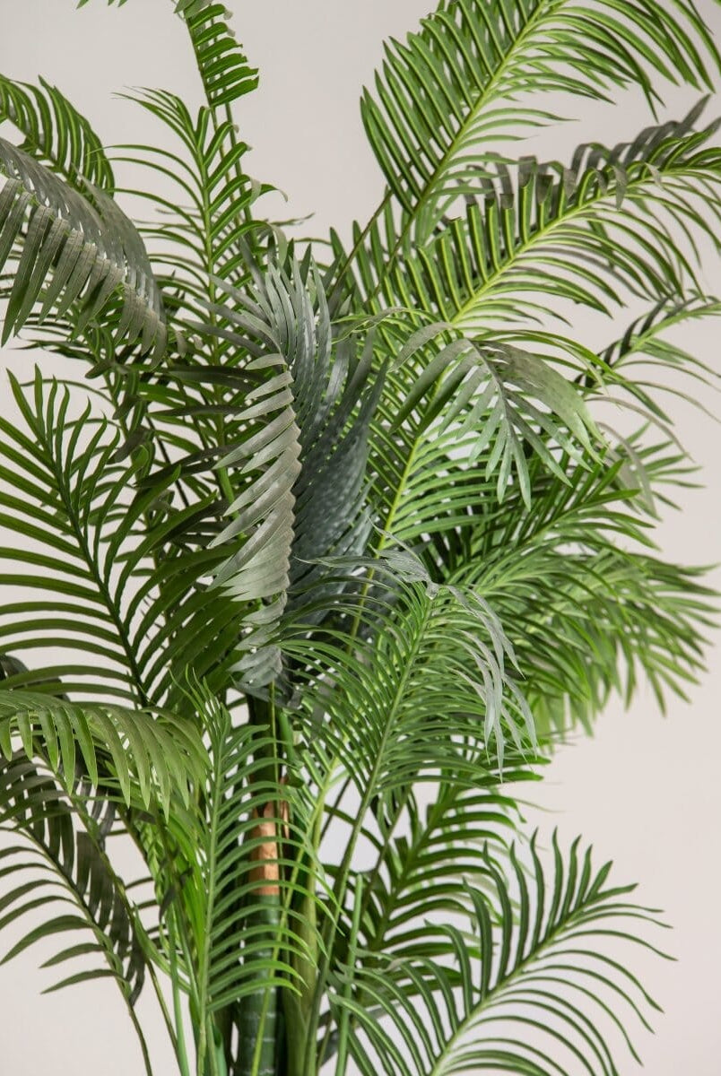 Dypsis Lutescensificial Plant (Pot not included)