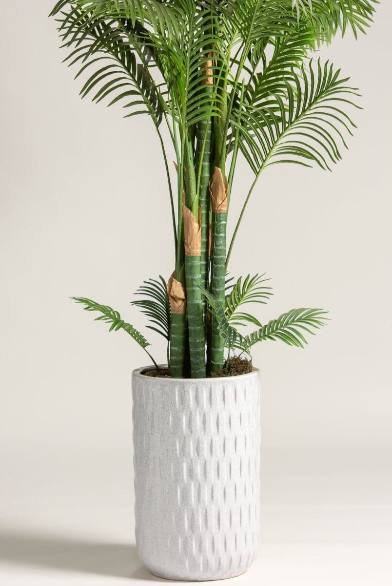 Dypsis Lutescensificial Plant (Pot not included)