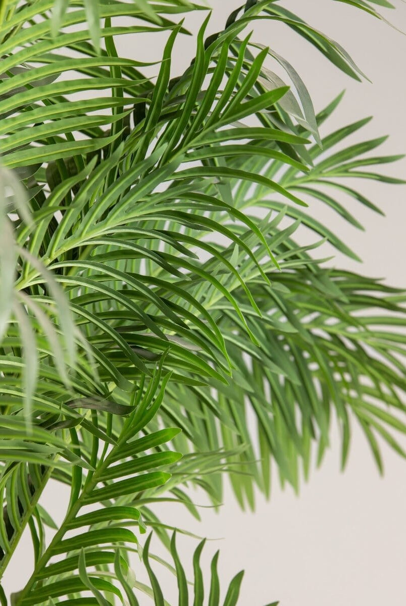 Dypsis Lutescensificial Plant (Pot not included)