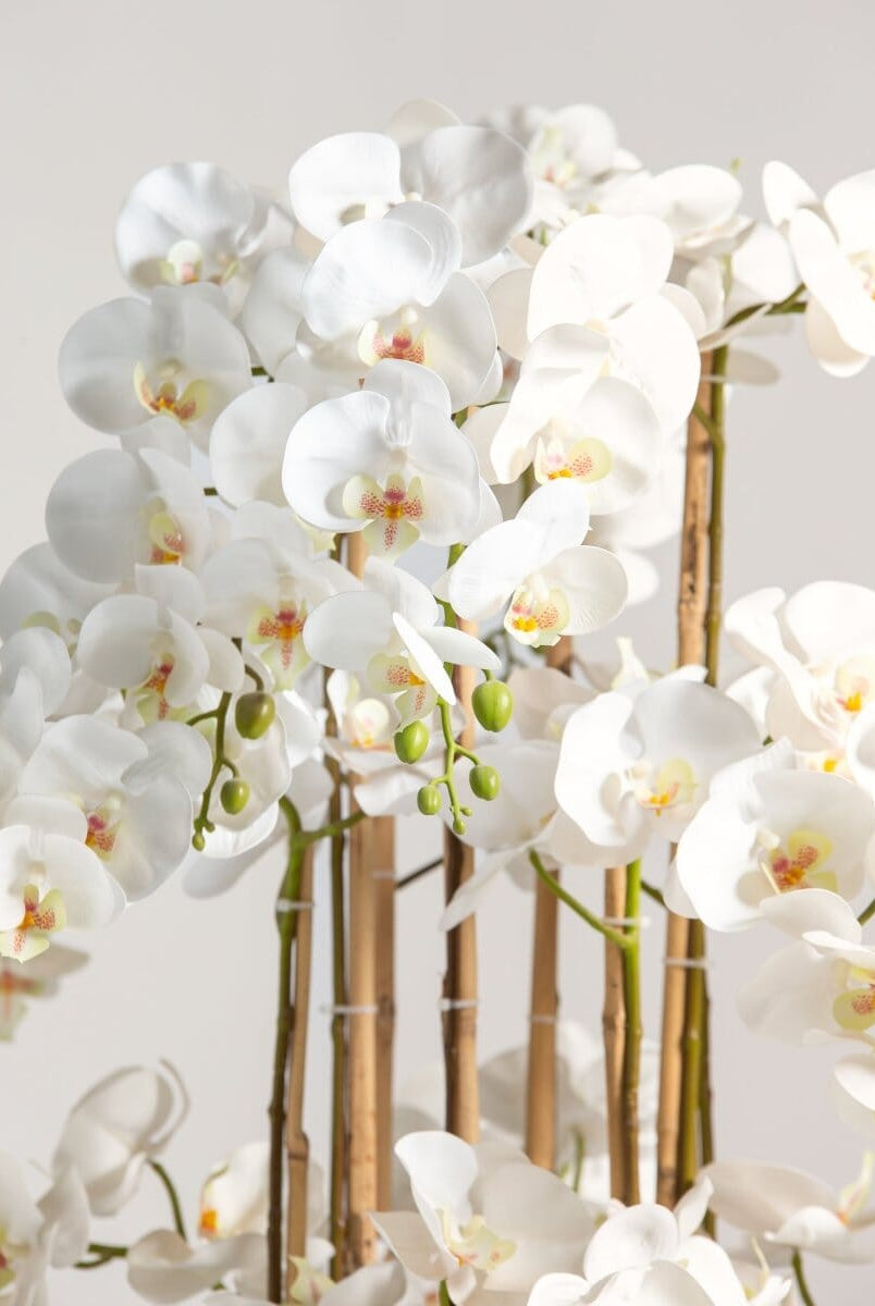 White Phalaenopsis Orchidificial Plant
