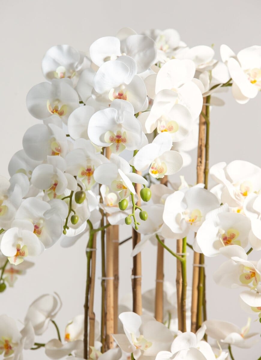 White Phalaenopsis Orchidificial Plant