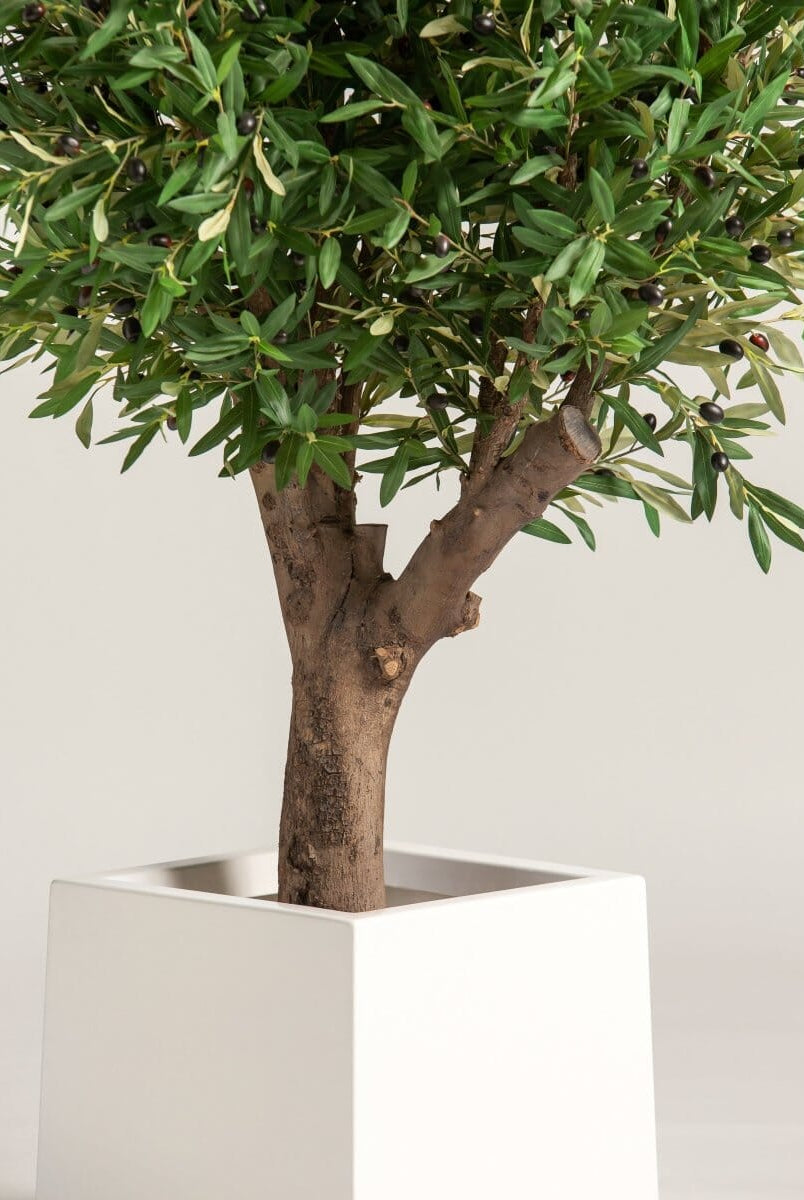 Olea Europaea Olive Tree With Natural Wood Trunk (3 Sizes)(Pot not included)