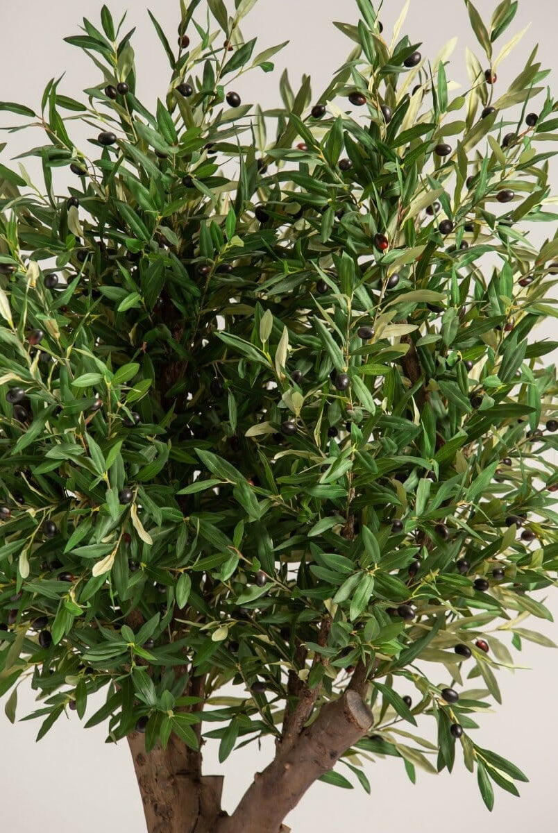 Olea Europaea Olive Tree With Natural Wood Trunk (3 Sizes)(Pot not included)