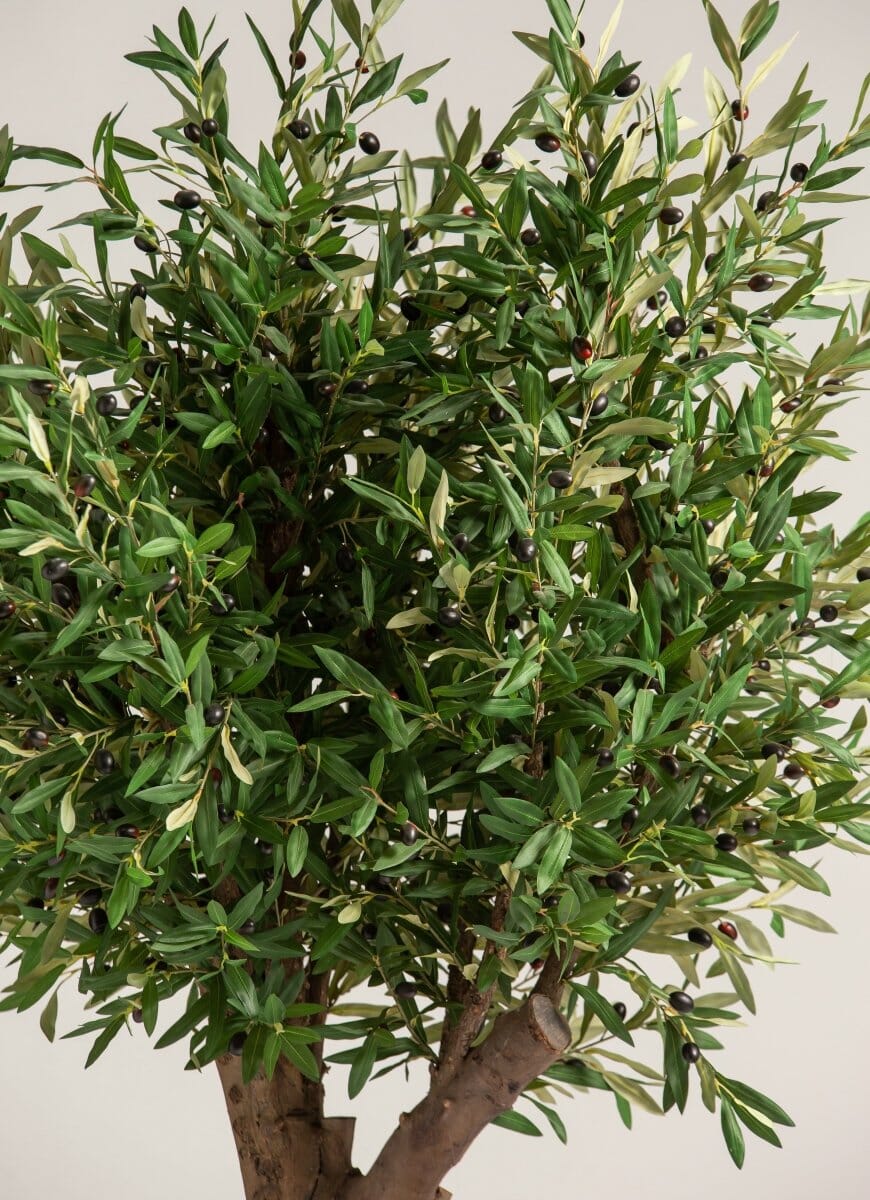 Olea Europaea Olive Tree With Natural Wood Trunk (3 Sizes)(Pot not included)