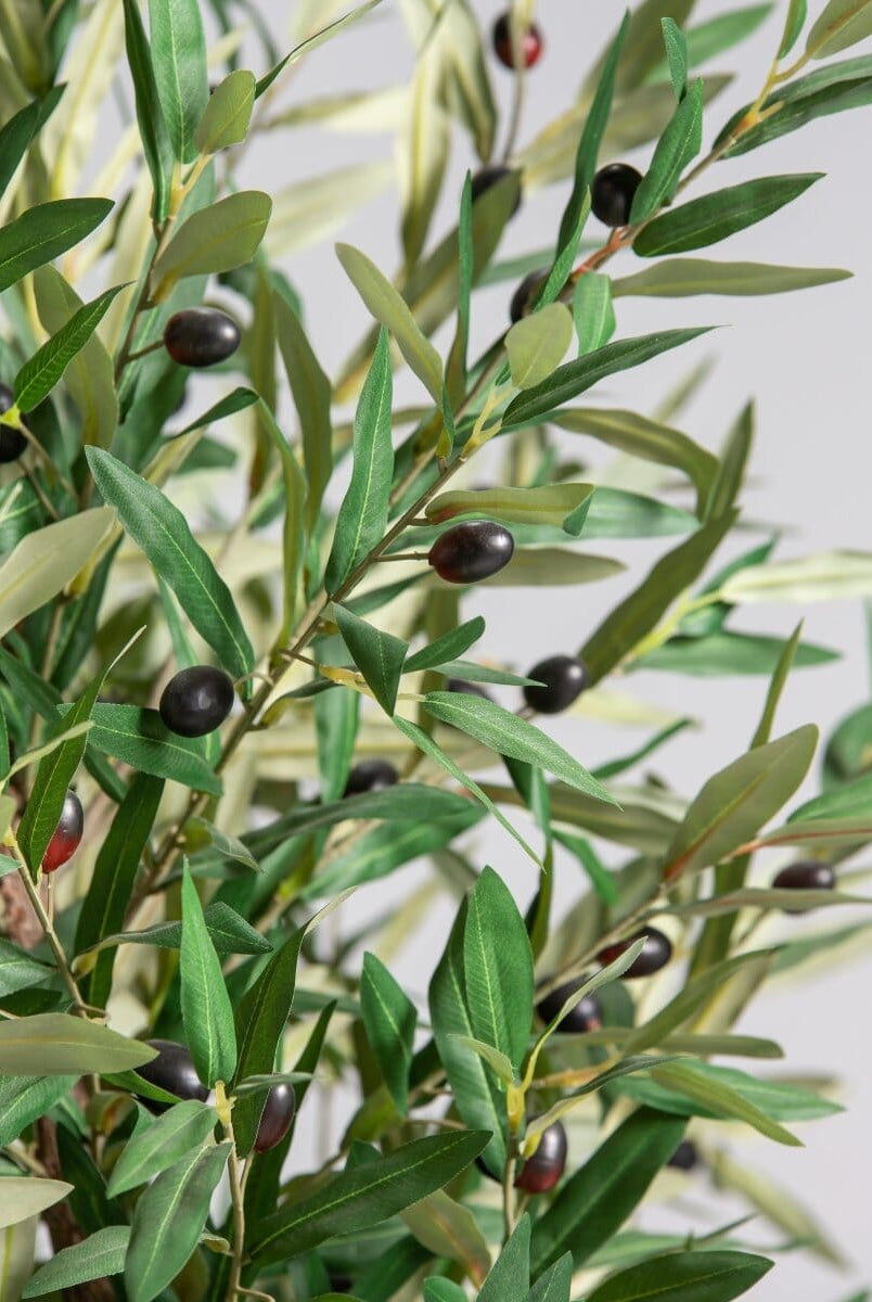 Olea Europaea Olive Tree With Natural Wood Trunk (3 Sizes)(Pot not included)