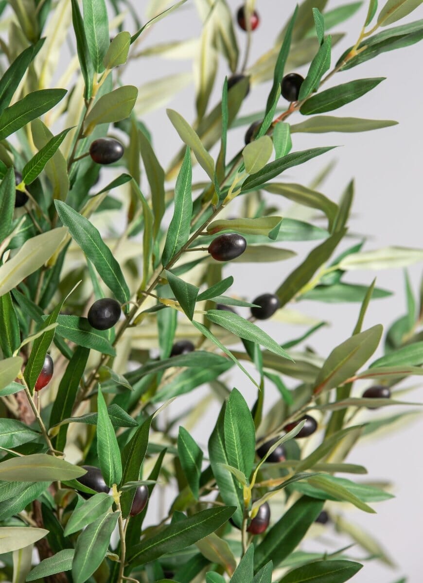 Olea Europaea Olive Tree With Natural Wood Trunk (3 Sizes)(Pot not included)