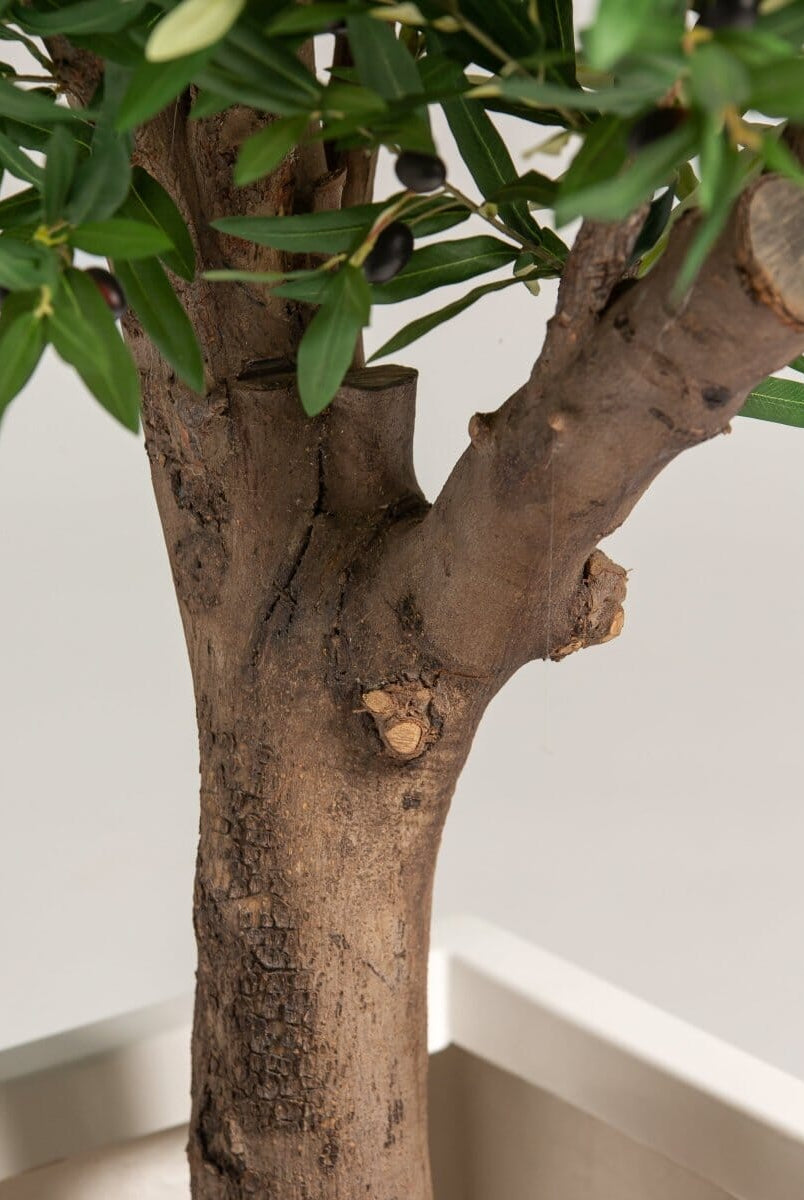 Olea Europaea Olive Tree With Natural Wood Trunk (3 Sizes)(Pot not included)