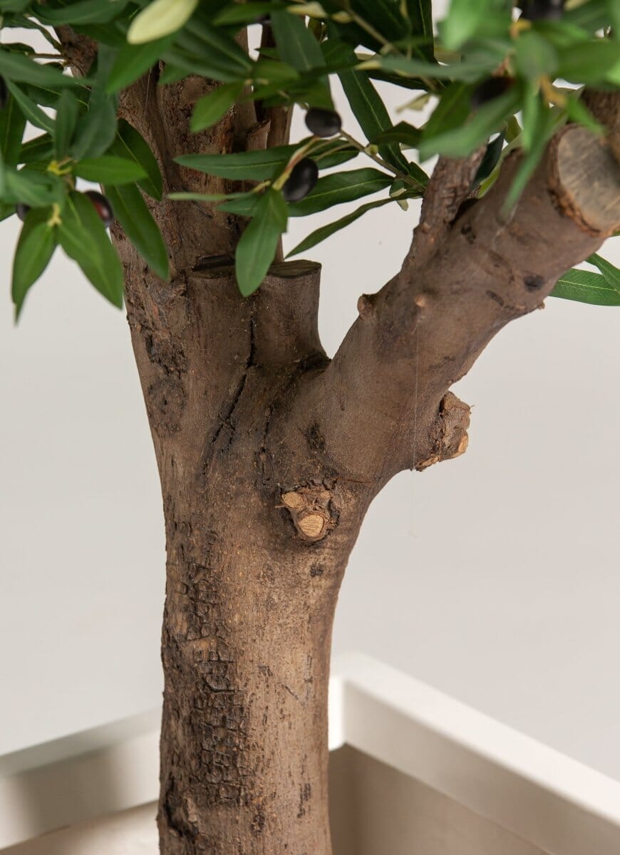 Olea Europaea Olive Tree With Natural Wood Trunk (3 Sizes)(Pot not included)