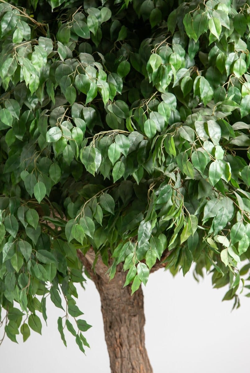 Ficus Tree With Natural Wood Trunk (3 Sizes) (Pot not included)