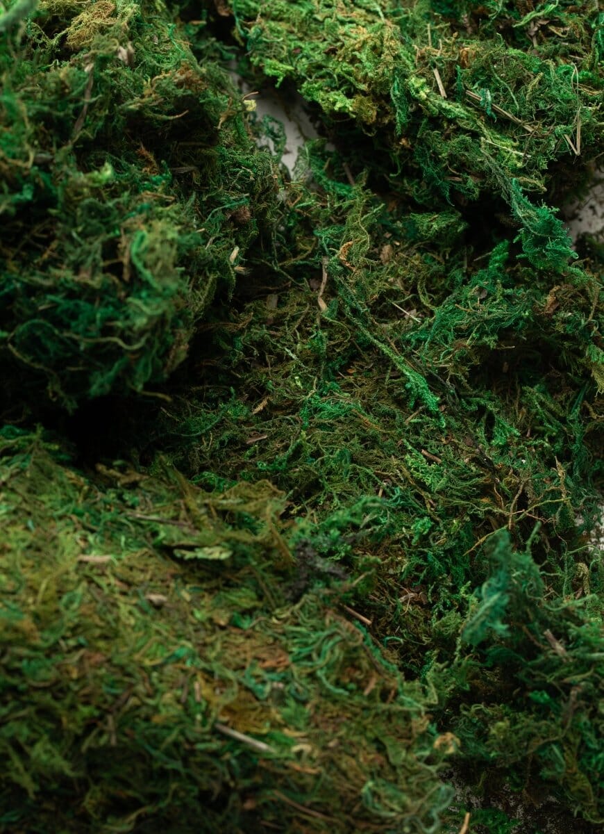 ificial rative Dry Moss