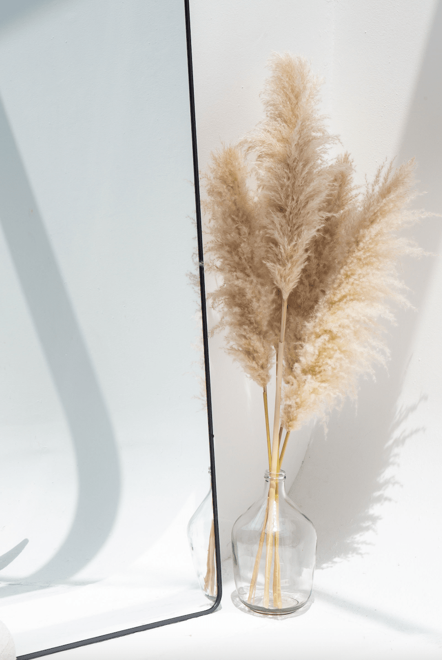 Long Dried Flower Off White Pampas (5 Stems)
