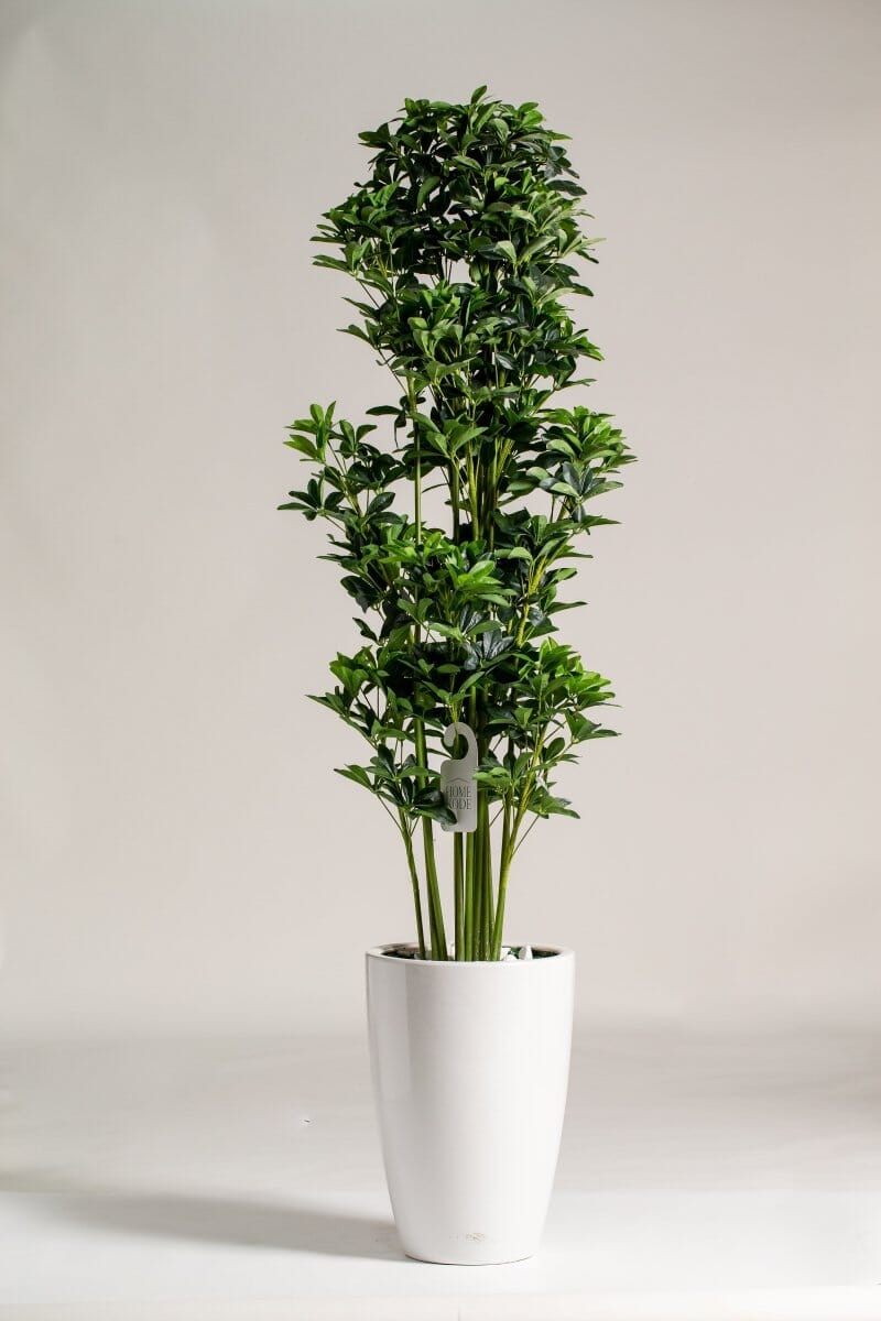 Schefflera Artificial Plant