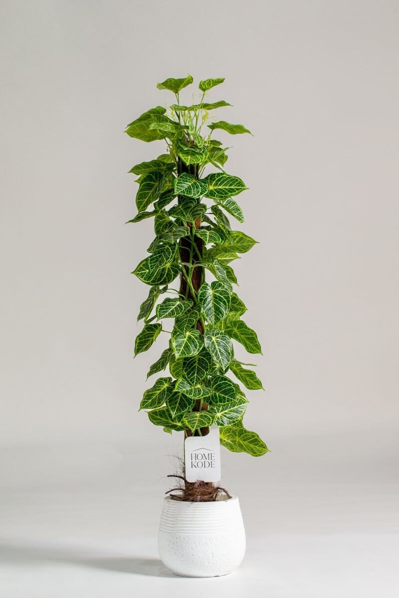 Piper Crocatum Artificial Plant