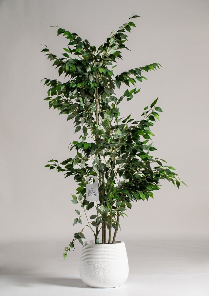 Italian Ruscus Plant Dubai Italian Ruscus Plants for Sale Dubai