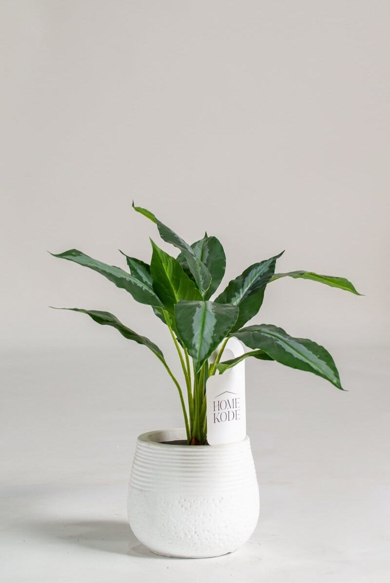 Dumb Canes Artificial Plant