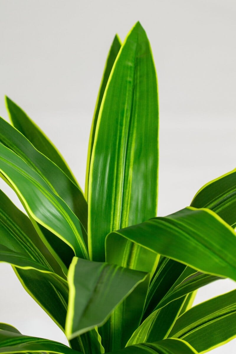 Yuccaificial Plant (Pot not included) Homekode