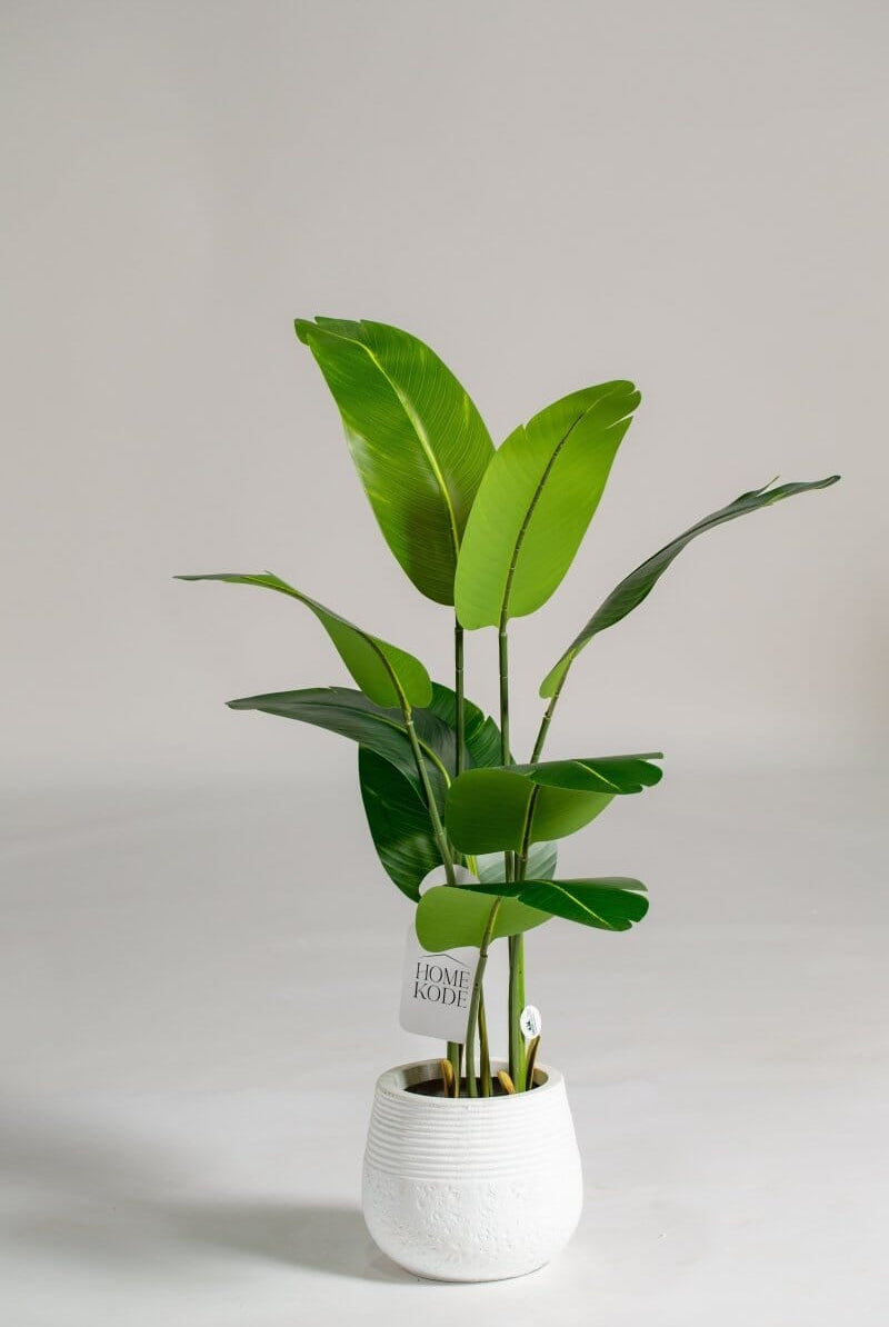 Strelitzia Artificial Plant