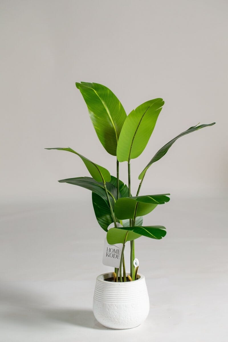 Strelitzia Artificial Plant