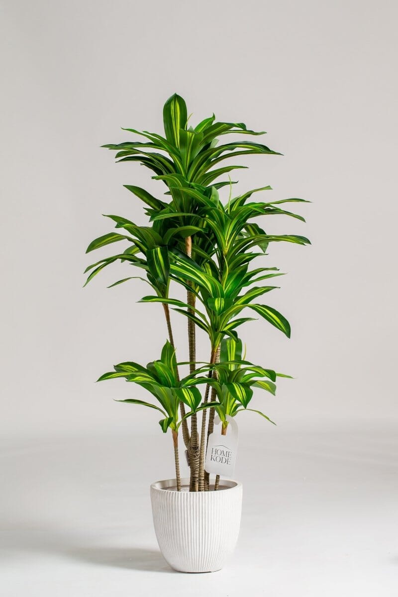 Dracaena Fragransificial Plant (Pot not included) Homekode
