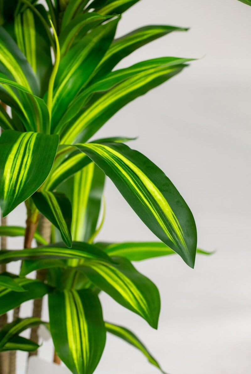 Dracaena Fragransificial Plant (Pot not included) Homekode