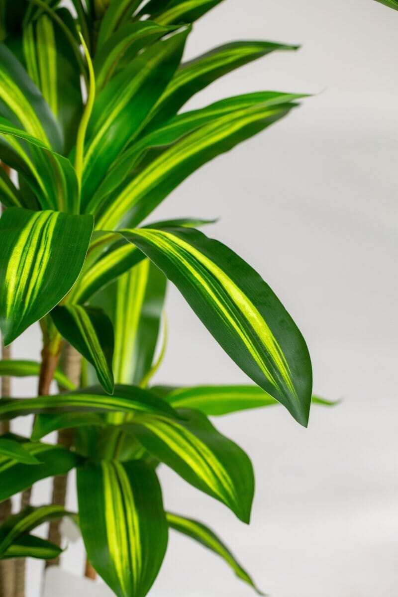 Dracaena Fragransificial Plant (Pot not included) Homekode