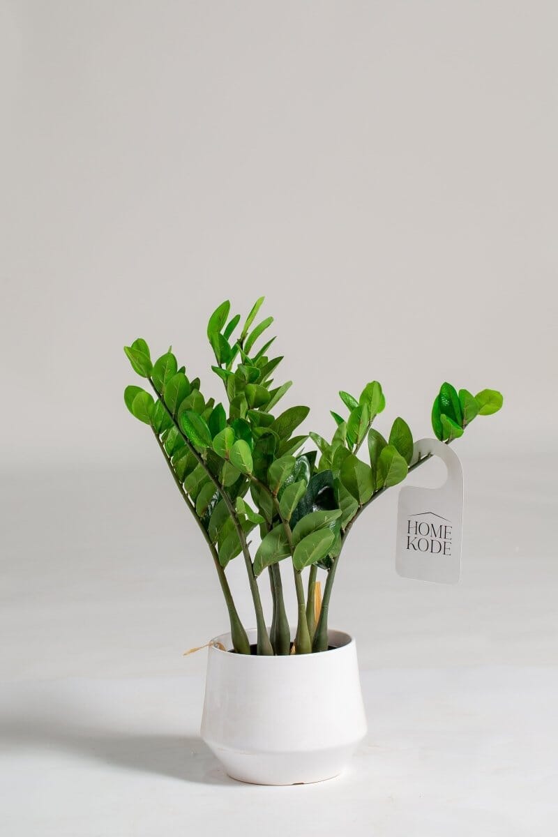 Zamioculcas Zamiifoliaificial Plant (Pot not included) Homekode