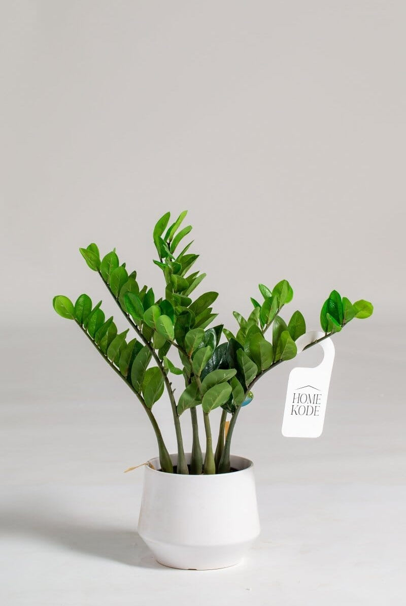Zamioculcas Zamiifoliaificial Plant (Pot not included) Homekode
