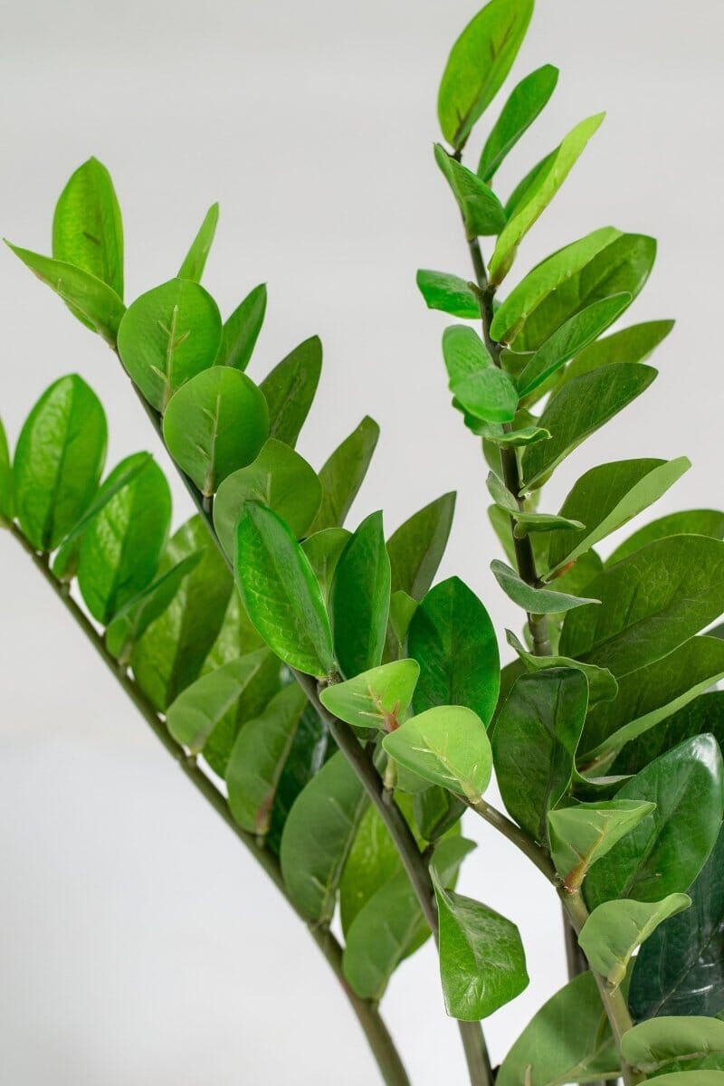 Zamioculcas Zamiifoliaificial Plant (Pot not included) Homekode