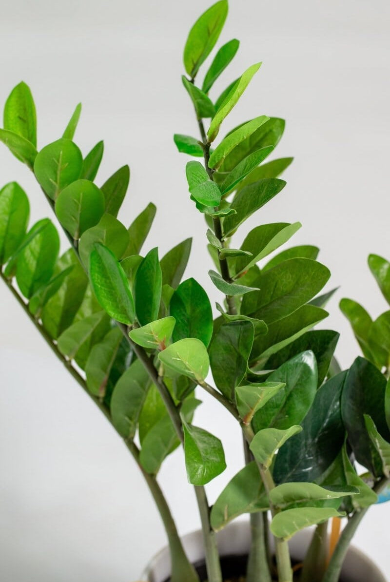 Zamioculcas Zamiifoliaificial Plant (Pot not included) Homekode