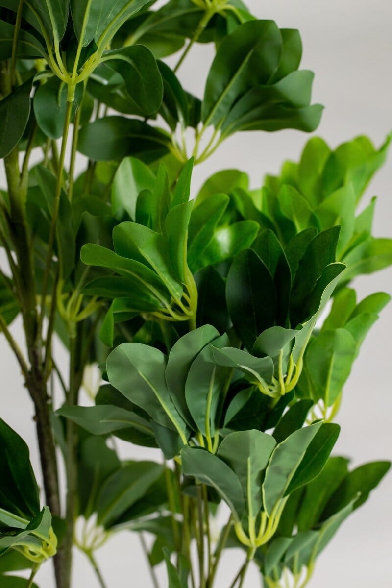 Scheffleraificial Plant ((Pot not included) Homekode