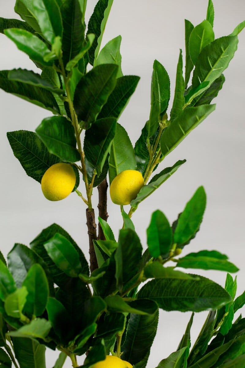 Lemonificial Plant (Pot not included) Homekode