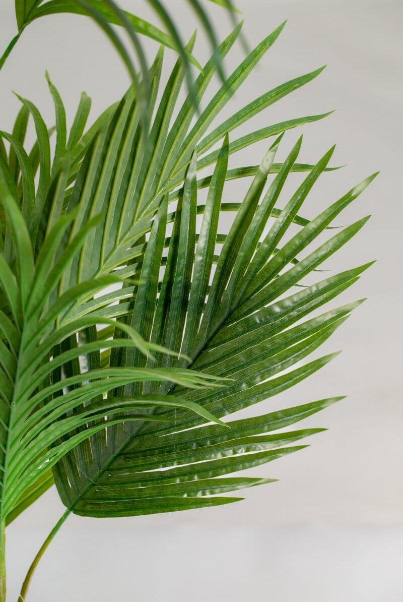 Golden Cane Palmificial Plant (Pot not included) Homekode