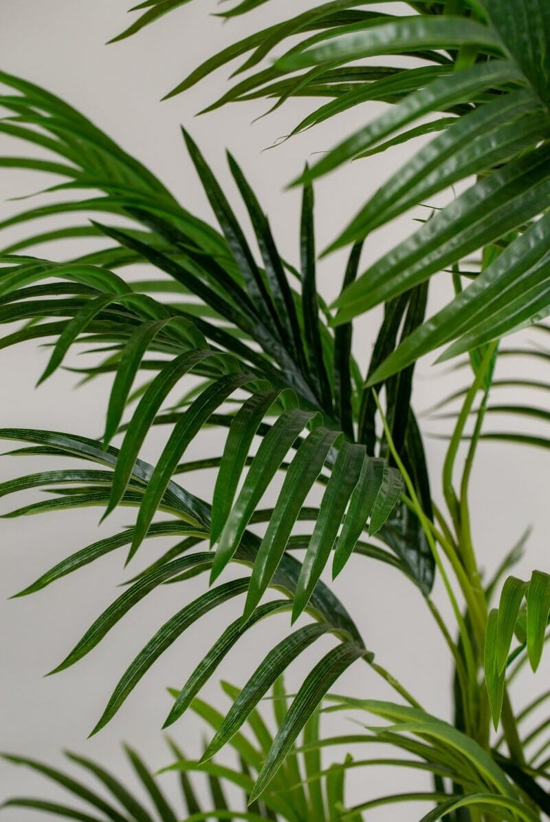 Golden Cane Palmificial Plant (Pot not included) Homekode