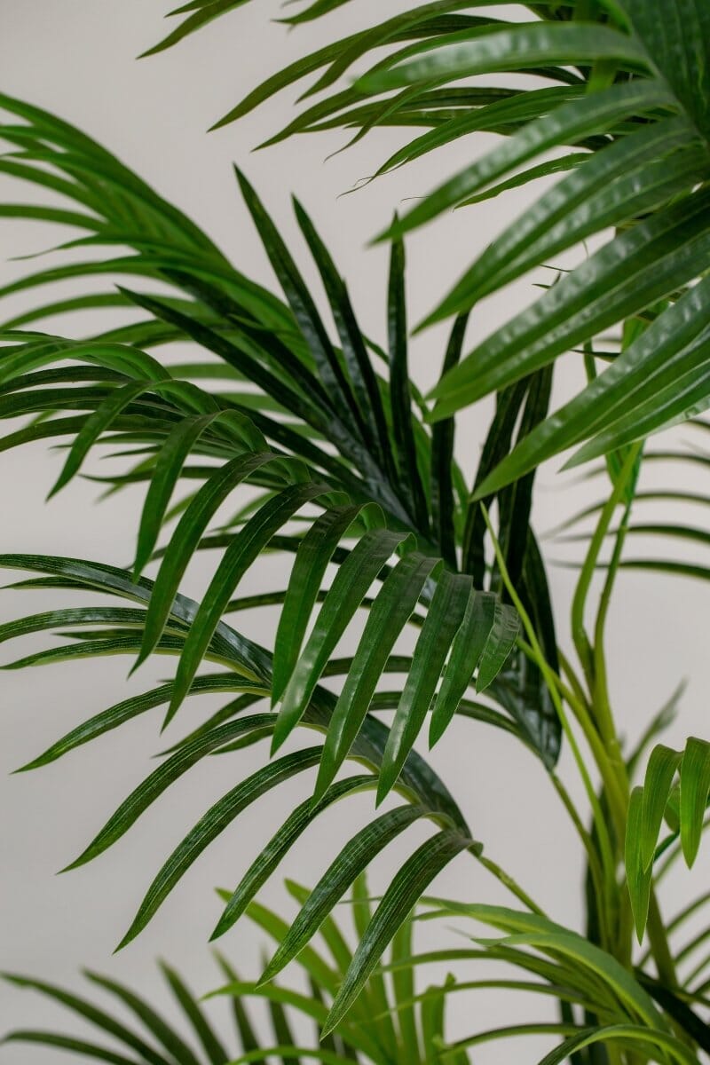 Golden Cane Palmificial Plant (Pot not included) Homekode