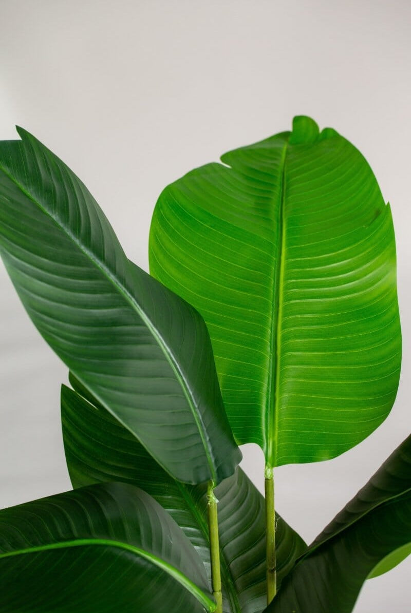 Strelitzia Nicolaiificial Plant (Pot not included) Homekode