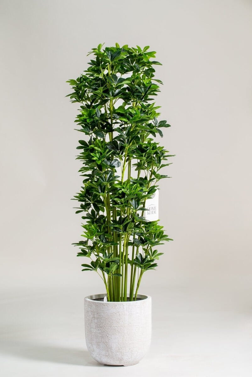 Schefflera Arboricola Artificial Plant