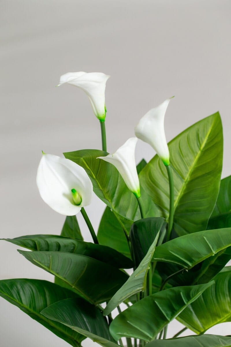 Arum Lilyificial Plant (Pot not included) Homekode