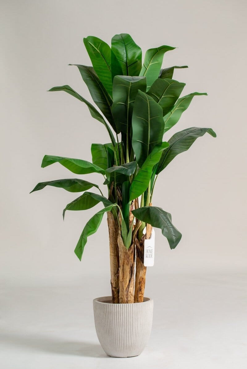 Musa Basjooificial Plant (Pot not included) Homekode